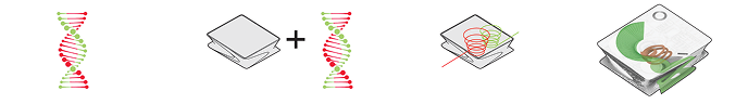 Diagram of a DNA double helix transforming into the building's spiralling structural and circulation form.