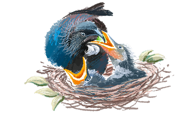 Detailed Tūī bird illustrations showing nest and flying poses.