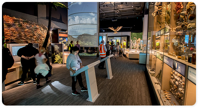 Te Papa Museum interactive exhibit showing native New Zealand species displays.