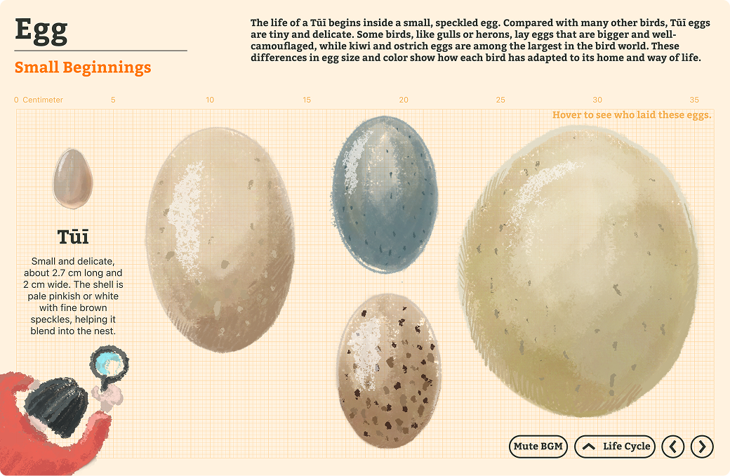 Egg stage showing Tūī egg size comparison infographic.
