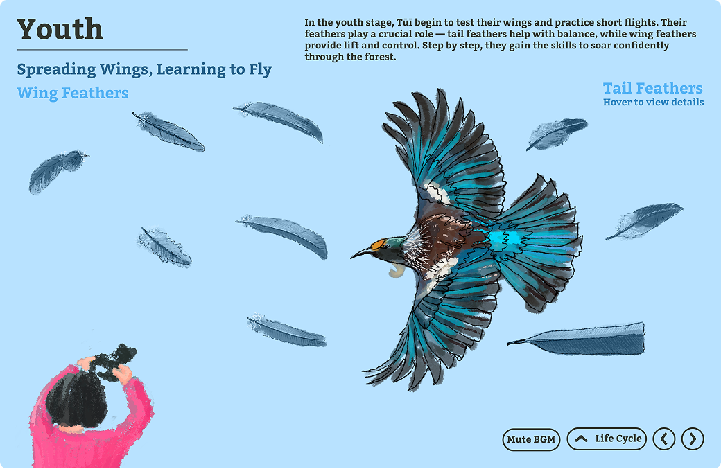 Youth stage showing feather function infographic.