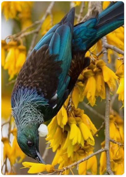 Close-up photograph of a Tūī feeding on kōwhai flowers.